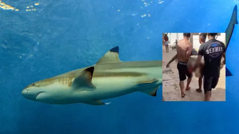 VIDEO ¡IMÁGENES FUERTES! Muere niño al ser brutalmente atacado por un tiburón en Brasil