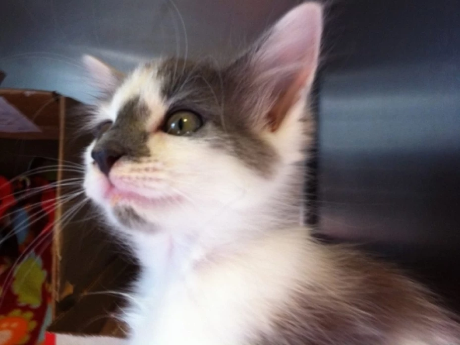 La policía investigó un caso de maltrato animal, gracias a un video difundido en la red social Twitter