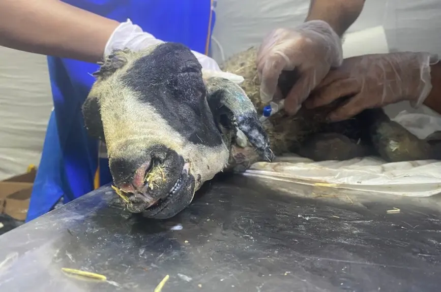 HAYTAP recoge a animales heridos por los incendios en Turquía