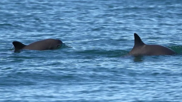 vaquita marina efemérides 5 de septiembre
