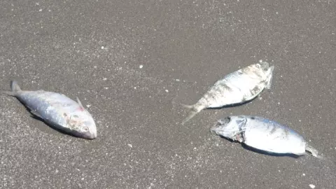 Amanece playa El Morro llena de peces muertos.