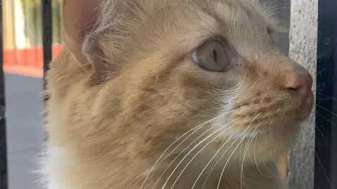 Chasú, gatito de nuestra reportera Deudalí Gómez