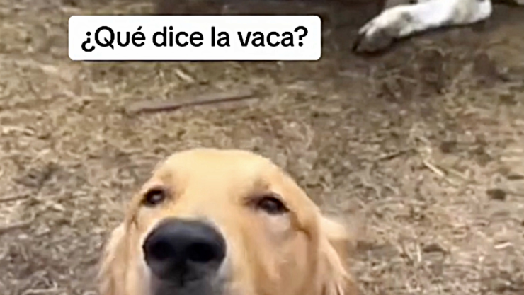 Perro criado junto a una vaca sorprende a su familia