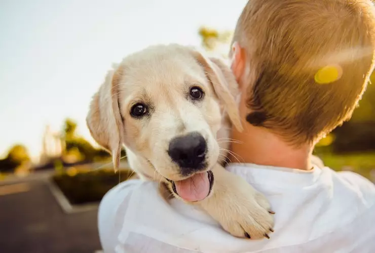 Un perrito viral de TikTok