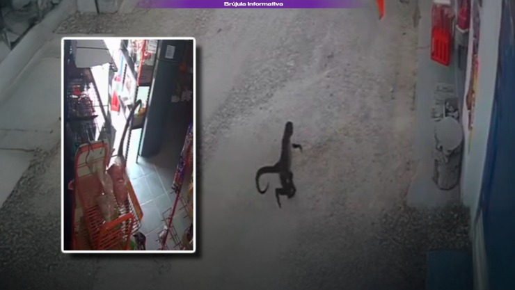 Video viral 2026: Mono desciende de vehículo y ataca a dueña de establecimiento