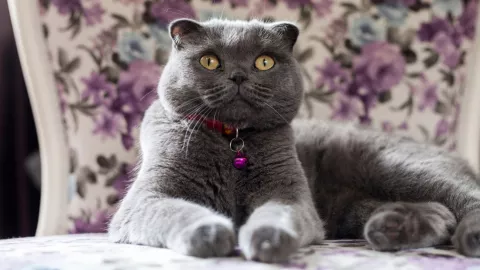 Países Bajos prohibe tener gatos esfinge y Scottish Fold