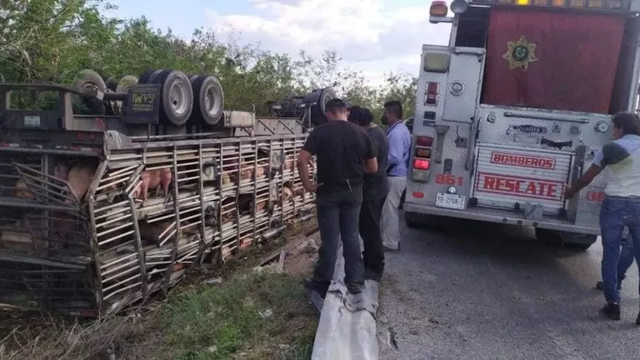 Camión cargado de cerdos sufre volcadura en carretera Mérida-Chetumal