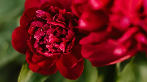 Flores para regalar el Día de San Valentín