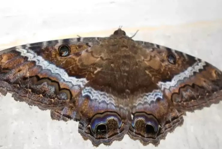 ¿Qué debo hacer si encuentro una mariposa negra en mi casa?