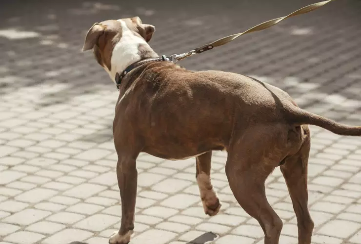 Dueño de pitbull será acusado de homicidio