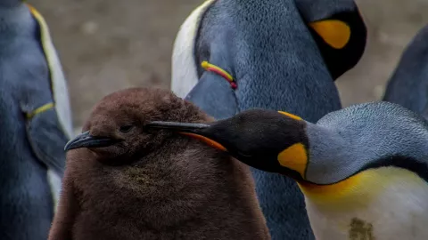 ¡Esto sí es amor eterno! Sabes qué animales sólo tienen una pareja durante toda su vida