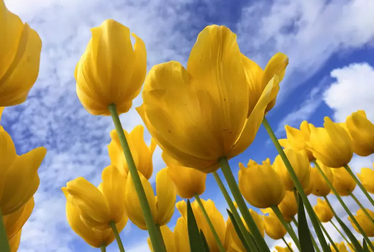 Flores amarillas: ¿Por qué se regalan flores amarillas en Yucatán el 21 de septiembre?