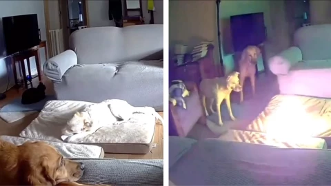 Mascota causa incendio por morder batería 