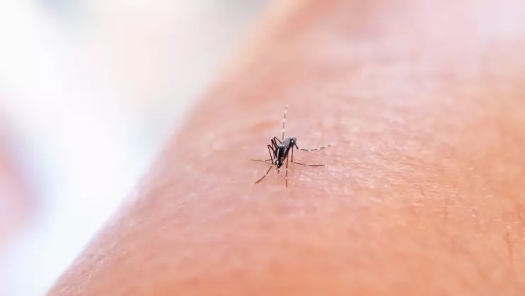 Dengue_ ¿Cuáles son sus síntomas y cuánto tiempo dura_.jpg