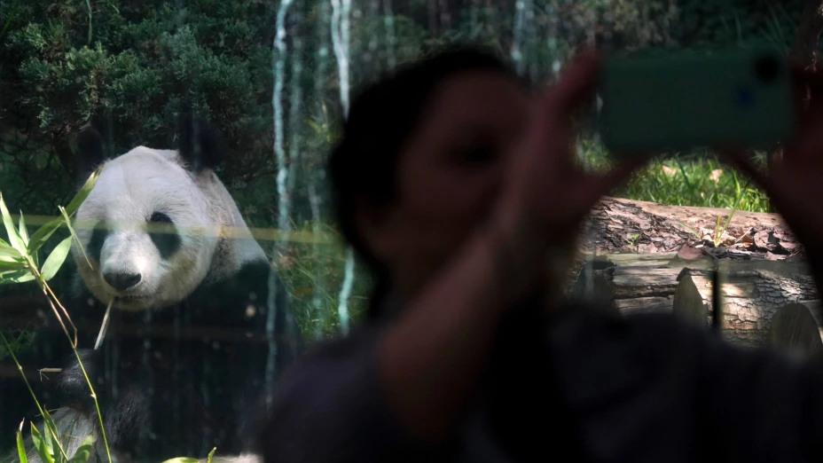 Xin Xin, el último panda gigante en Latinoamérica, en el zoo de Chapultepec