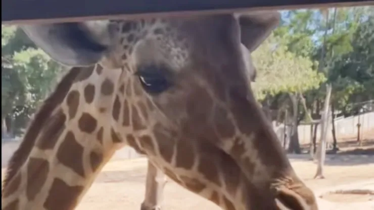 Jirafa de Zoologico de Culiacán no está desaparecida, murió en septiembre pasado.