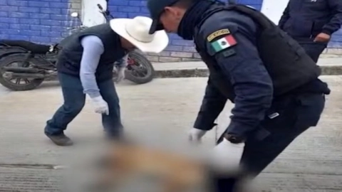 Tragedia en Tonalá: Muere hombre con sus dos perros durante incendio | VIDEO