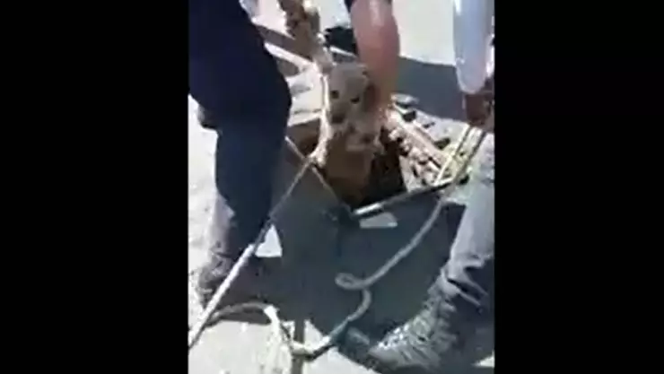 rescate de perrito
