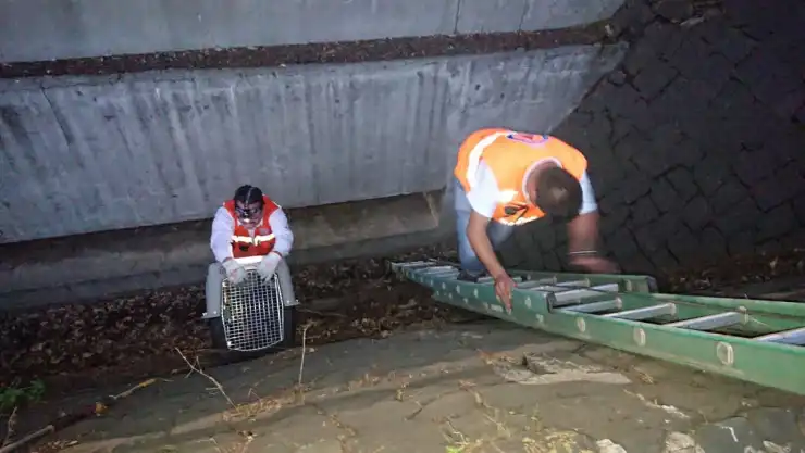 rescate perro