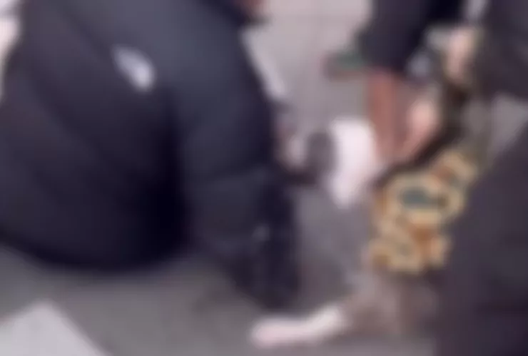 Pitbull muerde a niño en Manhattan y provoca debate sobre seguridad canina