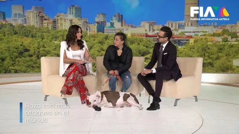 Los pitbull pueden ser excelentes mascotas familiares, pero también son la raza con más reportes de ataques en el mundo