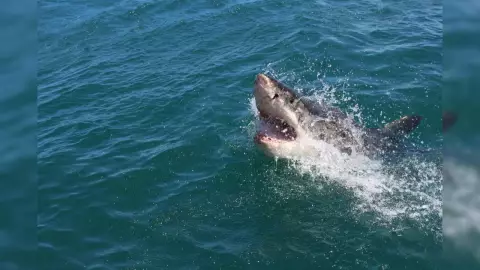 Se registra primer ataque de tiburón del 2023, fue en Sonora (1)