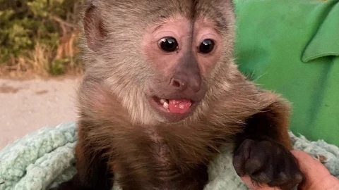 Mono llama al 911 por accidente