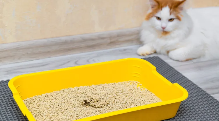 ¿Cuál es la mejor ubicación para el arenero de tu gato? Esto recomiendan expertos