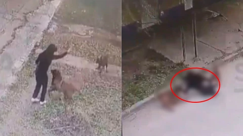 VIDEO FEROZ | Perros atacan brutalmente el rostro y las extremidades de una mujer y es captado por una cámara