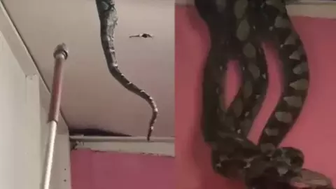 VIDEO Dos pitones de 5 metros caen del techo de una casa