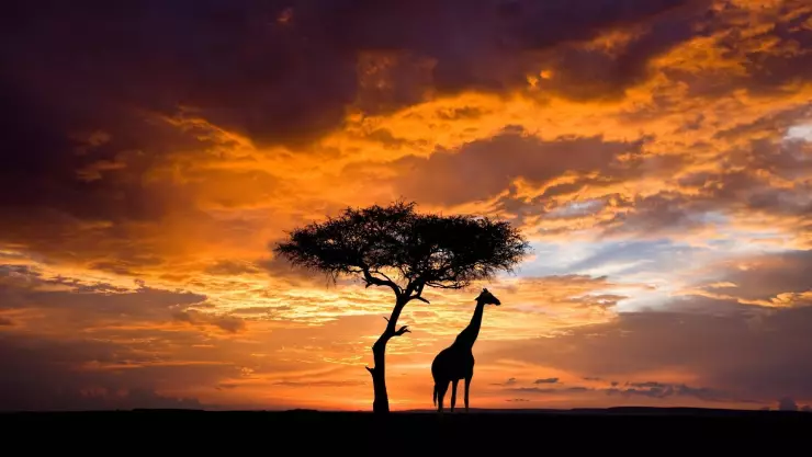 la silueta de una jirafa junto a un majestuoso atardecer