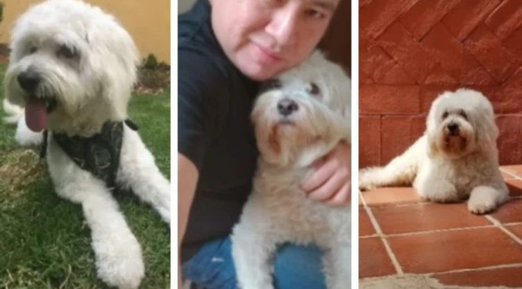 Lucas perrito vuelo Mérida CDMX