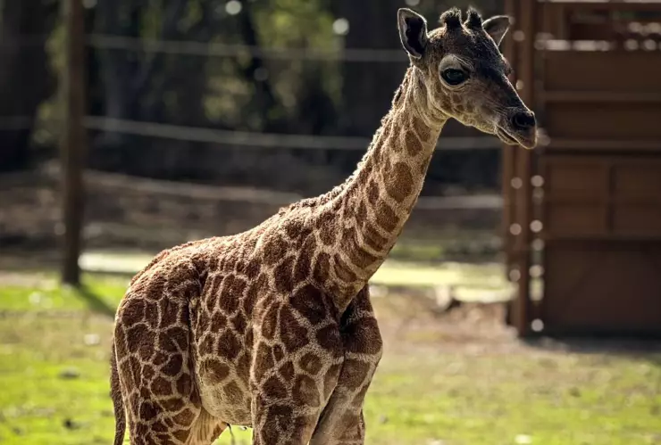 Qué significa Kaani, el nombre de la nueva jirafa bebé en Morelos.