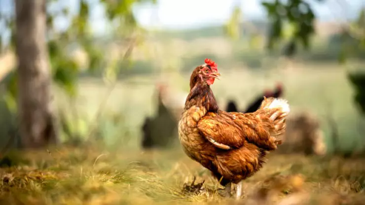 ¡No puso atencion!, Niña lleva gallina a la escuela