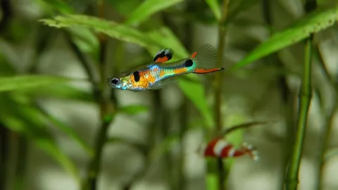 ¡La batalla está en sus aletas! Pececillos luchan contra el dengue en Jalisco