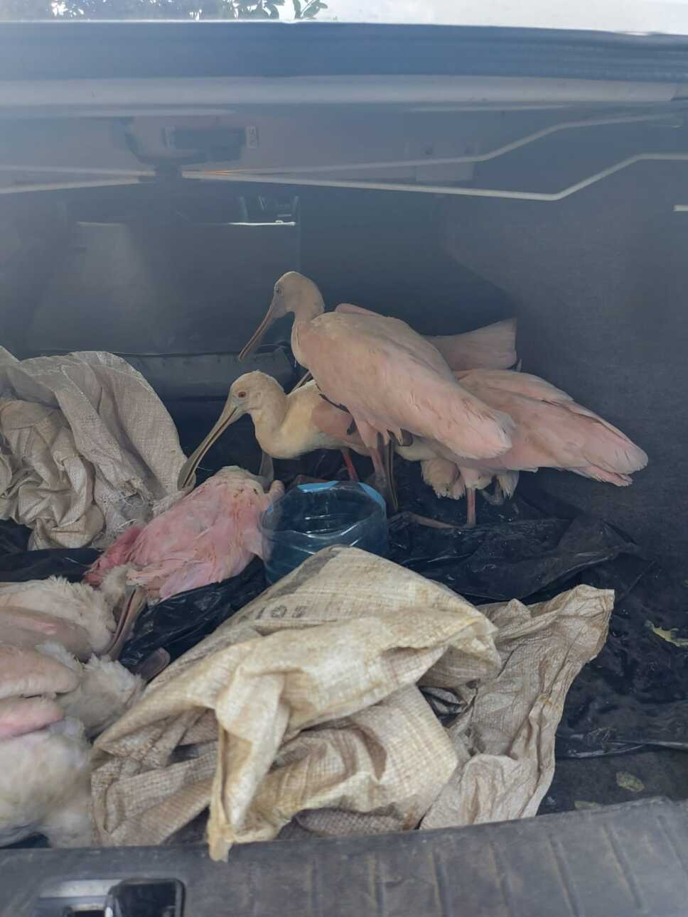 detienen a sujetos en solidaridad por delito contra medio ambiente y fauna
