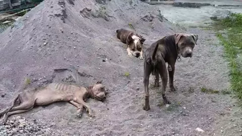 El caso generó indignación en redes tras la difusión del video