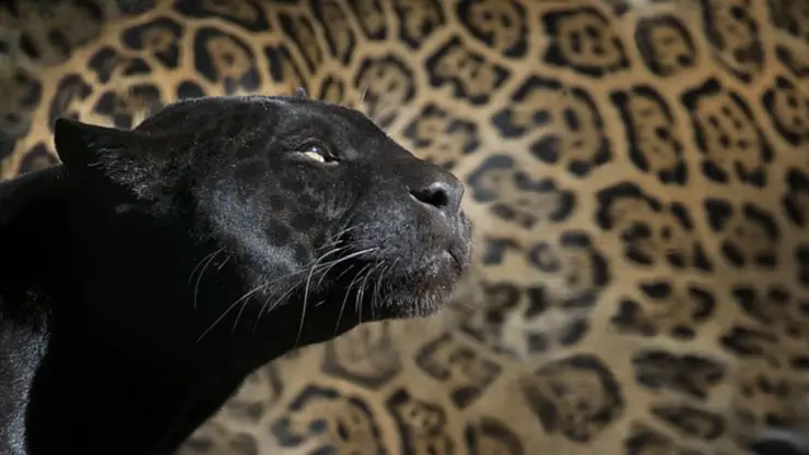leopardo negro.jpg