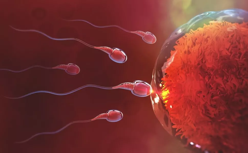 Espermatozoides crisis fertilidad.jpg