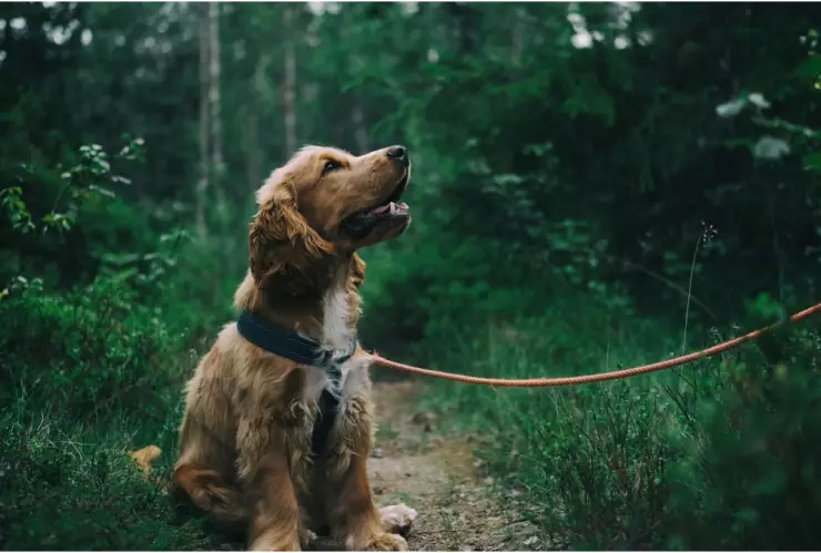 ¿Cómo proteger a tu mascota durante la temporada de calor_ Sigue estos consejos