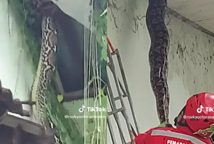 Se pasea una enorme víbora en el techo de una casa, ¿la atraparon?