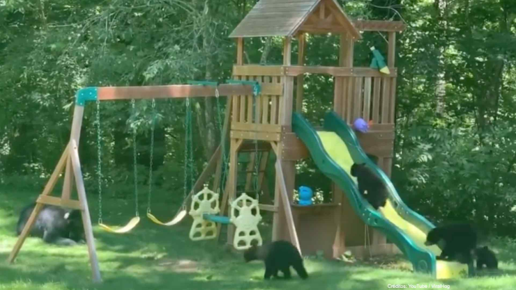 osos juegan parque infantil.jpg