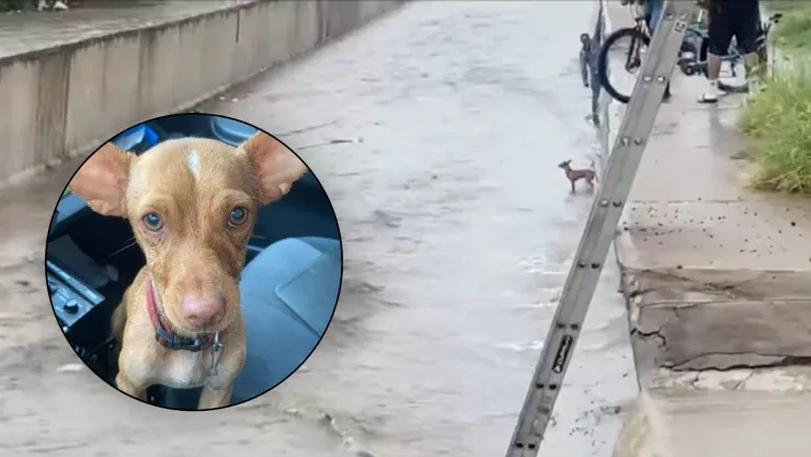 Rescatan a perrito tras intensas lluvias en Culiacán