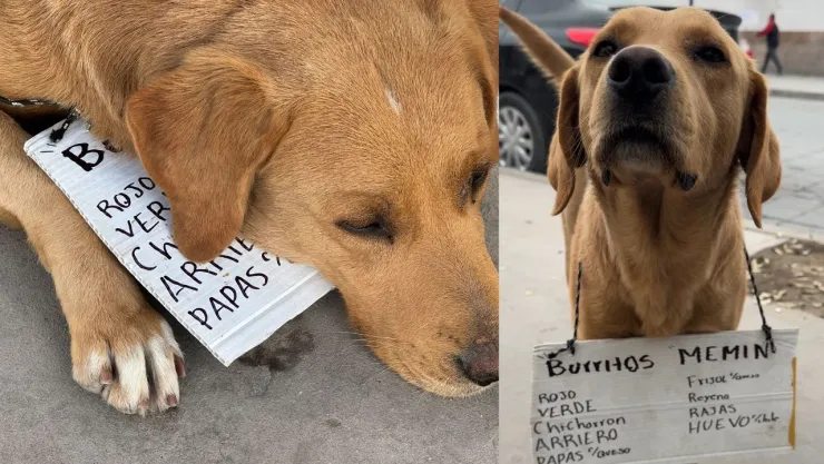“Canelo”, el perrito vendedor de burritos que conquista la frontera