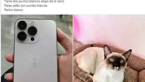 publicacion gato recompensa iphone