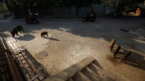 invasión de jabalíes