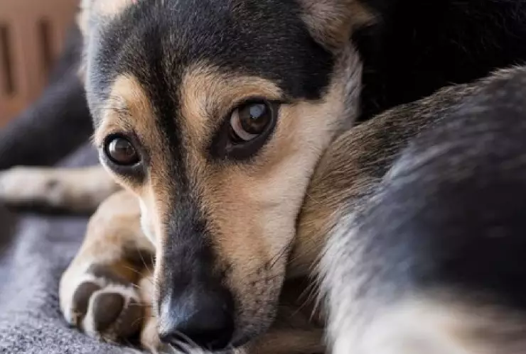 ¿Qué es el parvovirus_ Alertan sobre epidemia en Quintana Roo.jpg
