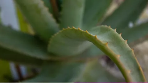 /estilo-de-vida/como-hacer-remedio-casero-sabila-aliviar-gastritis