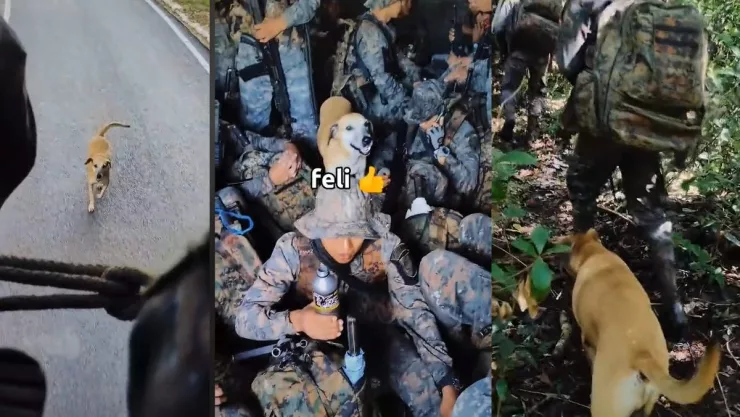 Militares adoptan a perro.