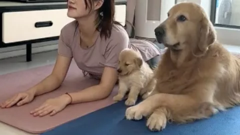 Perrito imita a su dueña haciendo yoga y es viral en TikTok